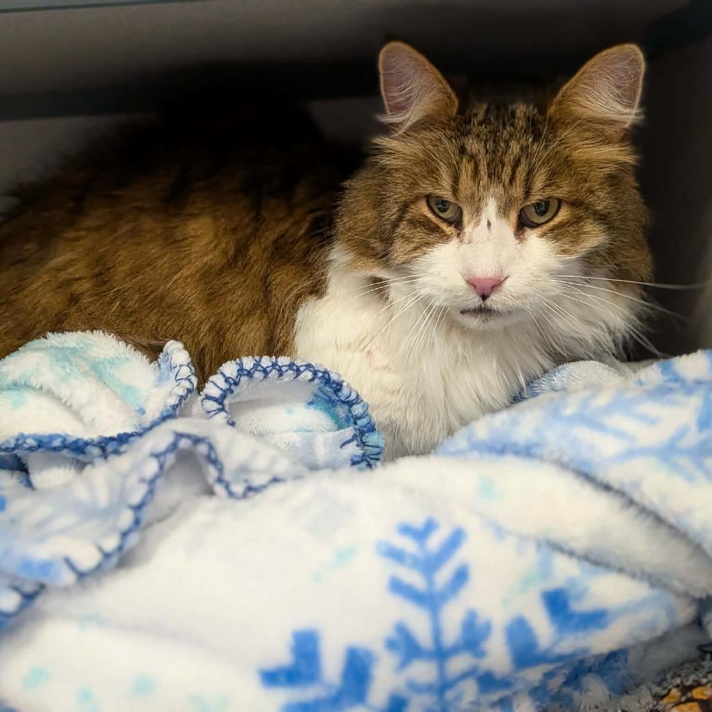 Jake, Adoptable, Senior Male Domestic Long Hair.