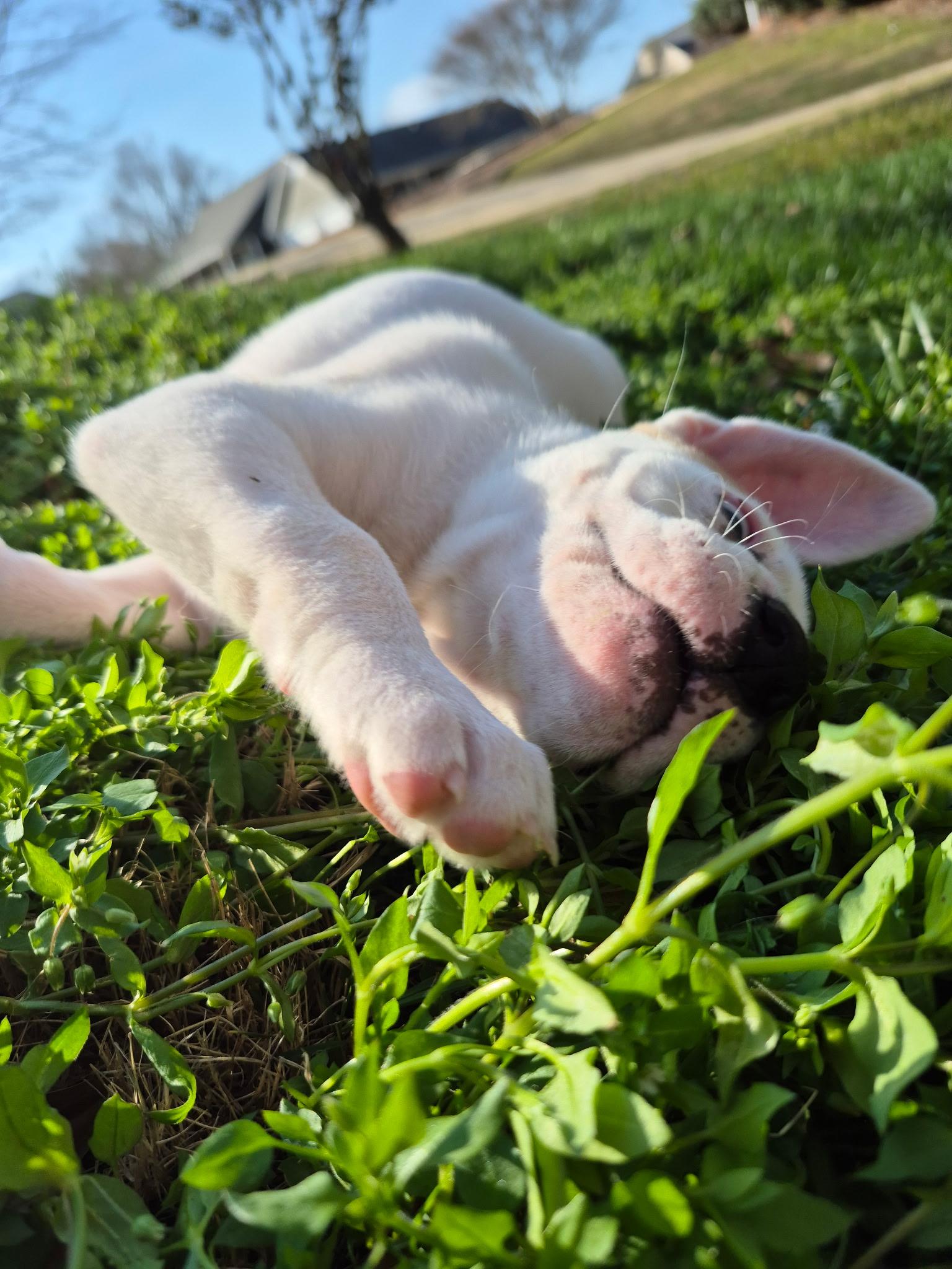 Opal, a Adoptable mixed breed in Grayson, GA image 5/6