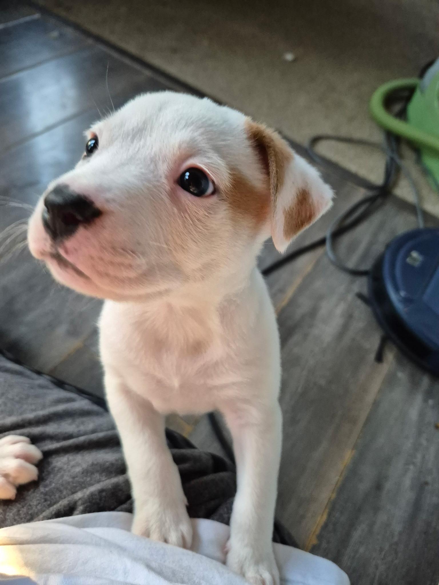 Opal, a Adoptable mixed breed in Grayson, GA image 1/6