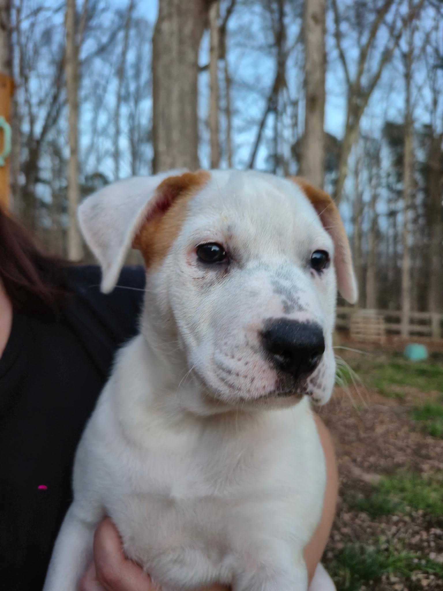 Opal, a Adoptable mixed breed in Grayson, GA image 3/6