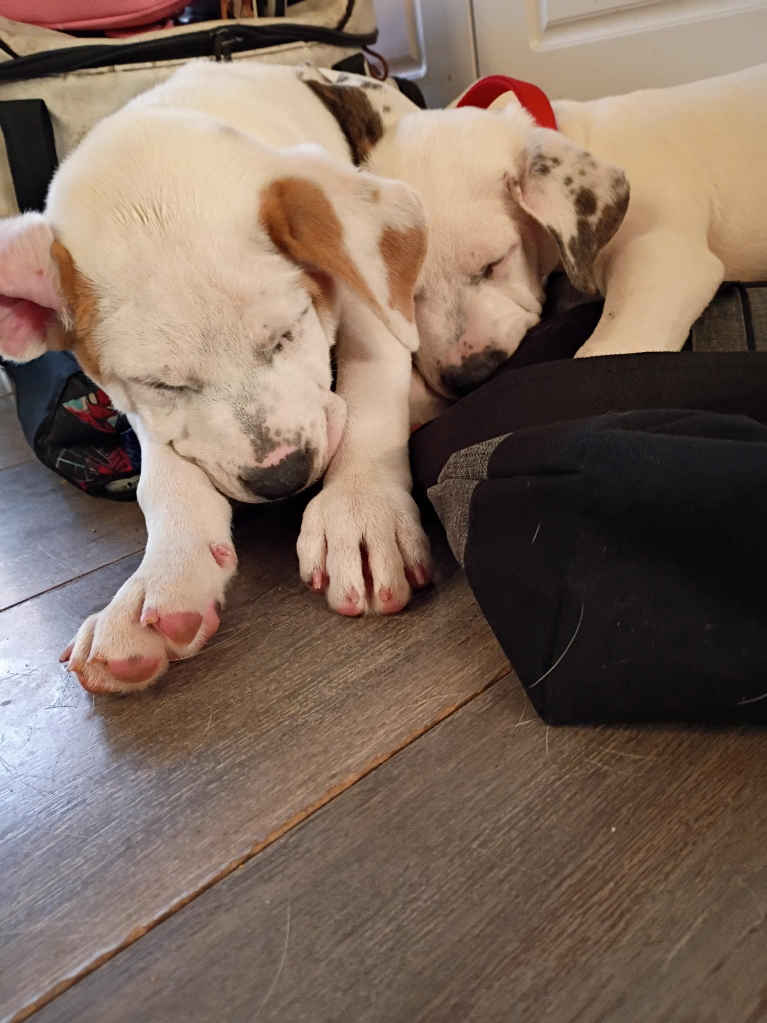 Opal, a Adoptable mixed breed in Grayson, GA image 4/6