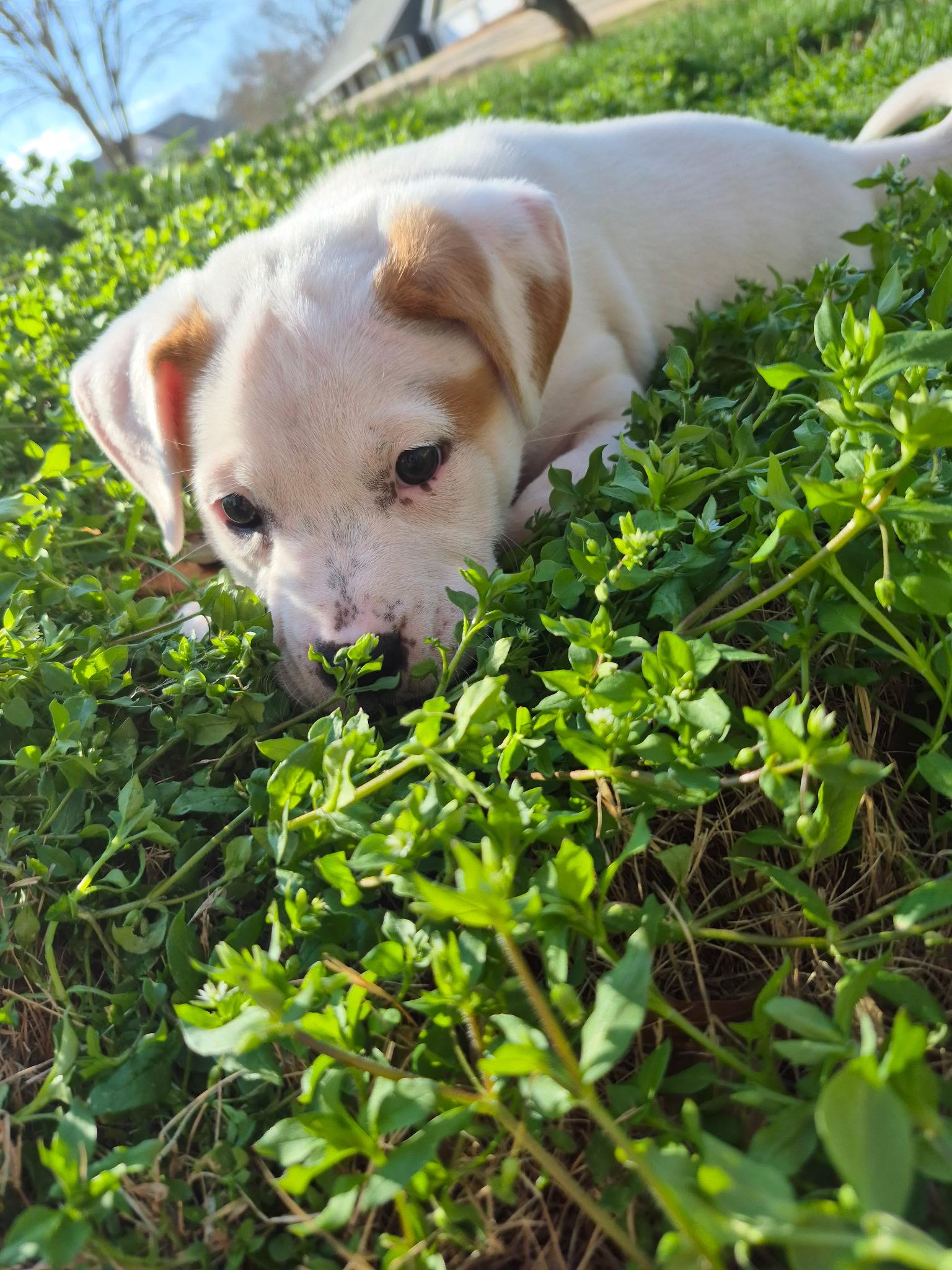 Opal, a Adoptable mixed breed in Grayson, GA image 6/6