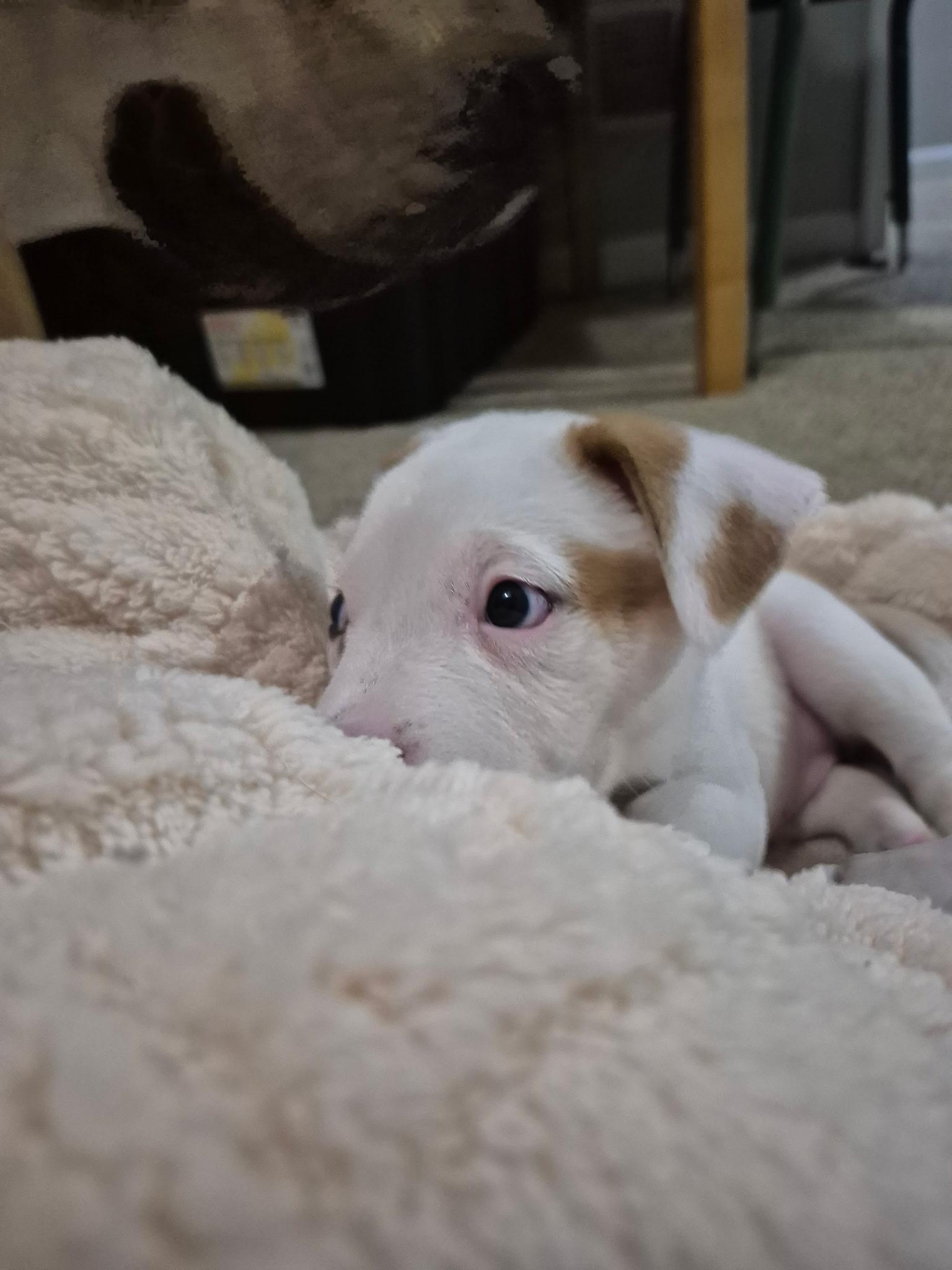 Opal, a Adoptable mixed breed in Grayson, GA image 2/6