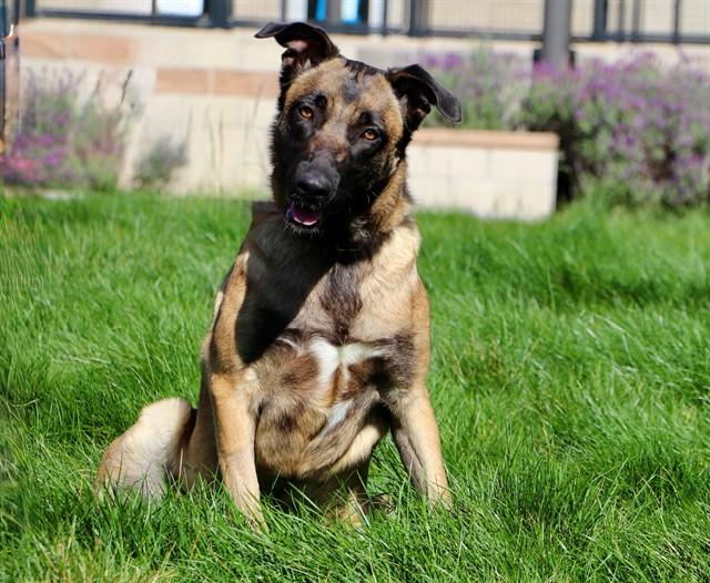 SAGE, Adoptable, Young Female Belgian Shepherd / Malinois.