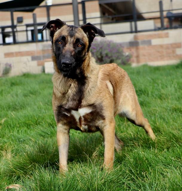 SAGE, a Adoptable Belgian Shepherd / Malinois in San Luis Obispo, CA image 3/3