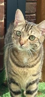 LEA-bonded with Fiona, a Adoptable Tabby in Burlington, NC image 1/6