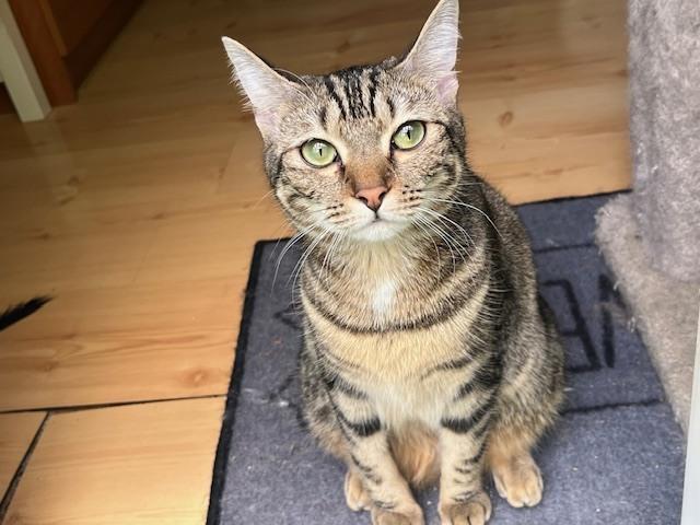 LEA-bonded with Fiona, Adoptable, Young Female Tabby.