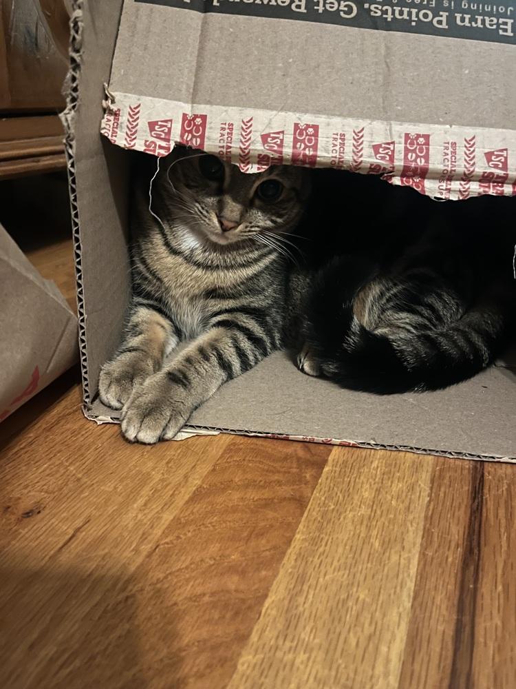 LEA-bonded with Fiona, a Adoptable Tabby in Burlington, NC image 2/5