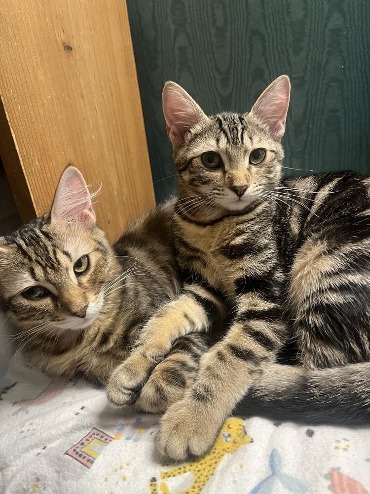 LEA-bonded with Fiona, a Adoptable Tabby in Burlington, NC image 3/5