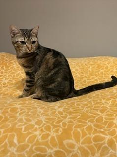 LEA-bonded with Fiona, a Adoptable Tabby in Burlington, NC image 5/6
