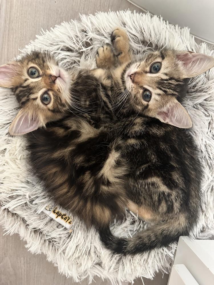 LEA-bonded with Fiona, a Adoptable Tabby in Burlington, NC image 4/5