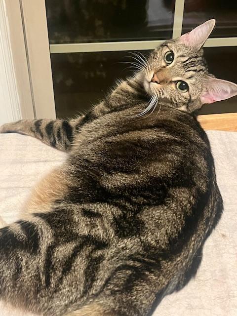 LEA-bonded with Fiona, a Adoptable Tabby in Burlington, NC image 5/5