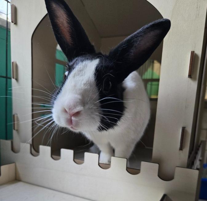 Lemon, Adoptable, Adult Female Dutch.