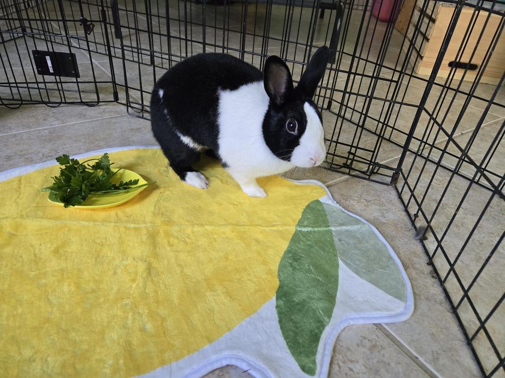 Enlarge Lemon, a Adoptable Dutch in Melbourne, FL image 2/6