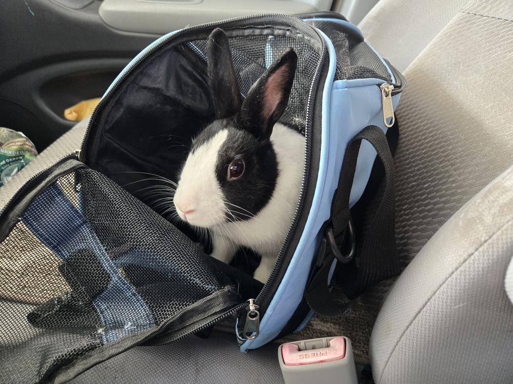 Enlarge Lemon, a Adoptable Dutch in Melbourne, FL image 3/6