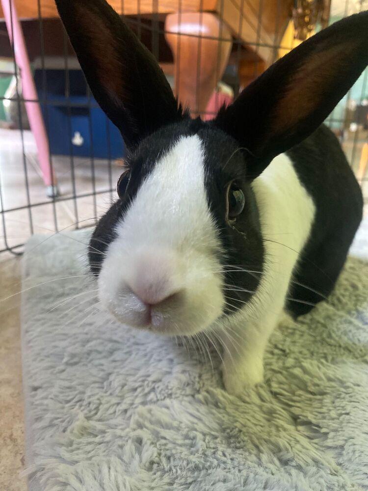 Enlarge Lemon, a Adoptable Dutch in Melbourne, FL image 4/6