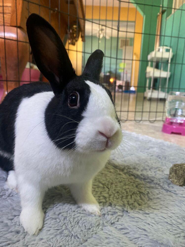 Enlarge Lemon, a Adoptable Dutch in Melbourne, FL image 5/6