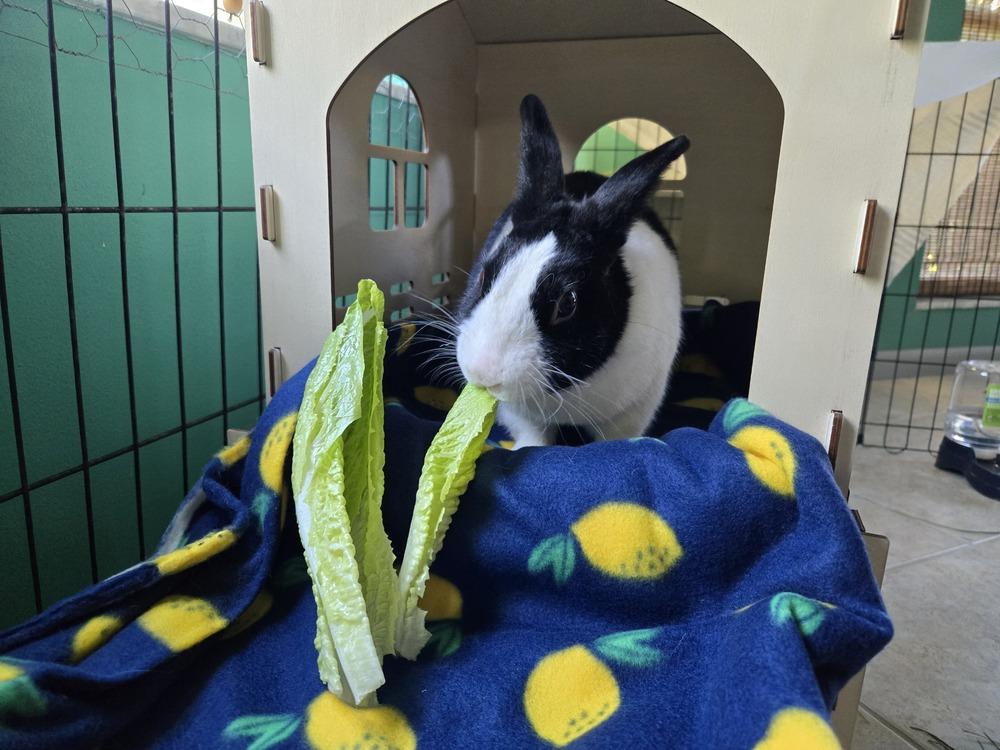 Enlarge Lemon, a Adoptable Dutch in Melbourne, FL image 6/6