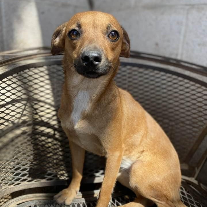 Enlarge Pillow Talk PC, an adopted Chiweenie in Madison, WI image 1/5