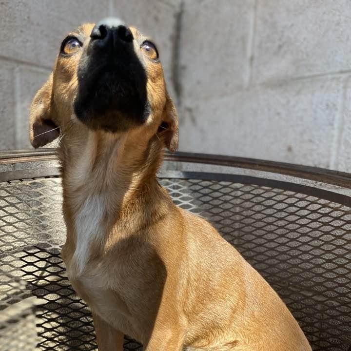 Enlarge Pillow Talk PC, an adopted Chiweenie in Madison, WI image 5/5