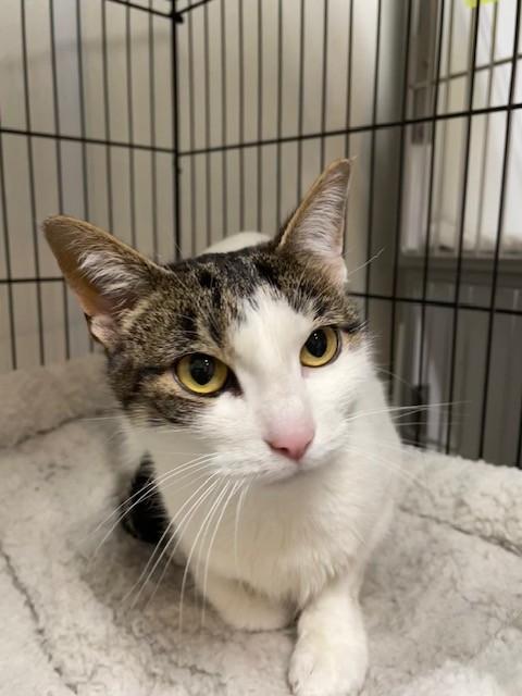 Enlarge Vanilla Bean, a ADOPTABLE Domestic Short Hair in Hayward, WI image 1/1