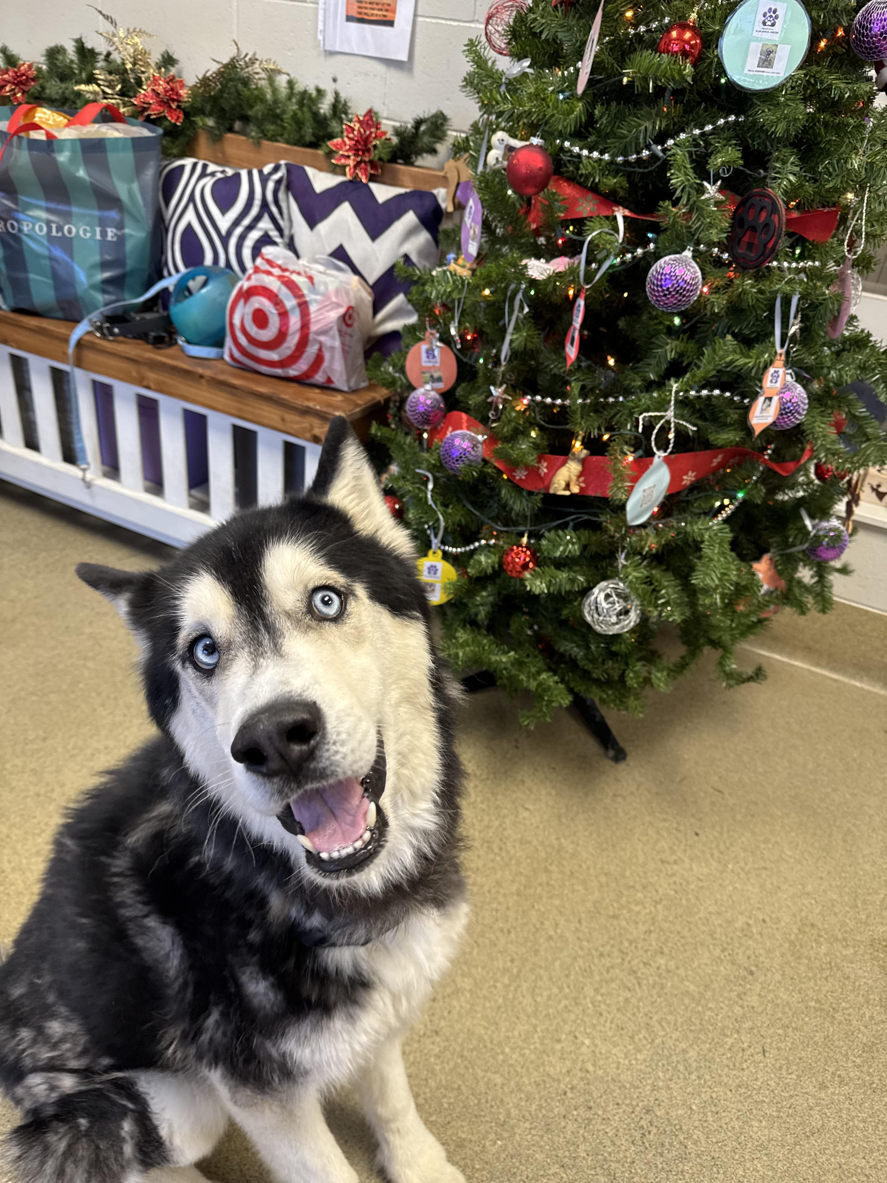 Enlarge Arrow, a ADOPTABLE Husky in Blair, NE image 1/4