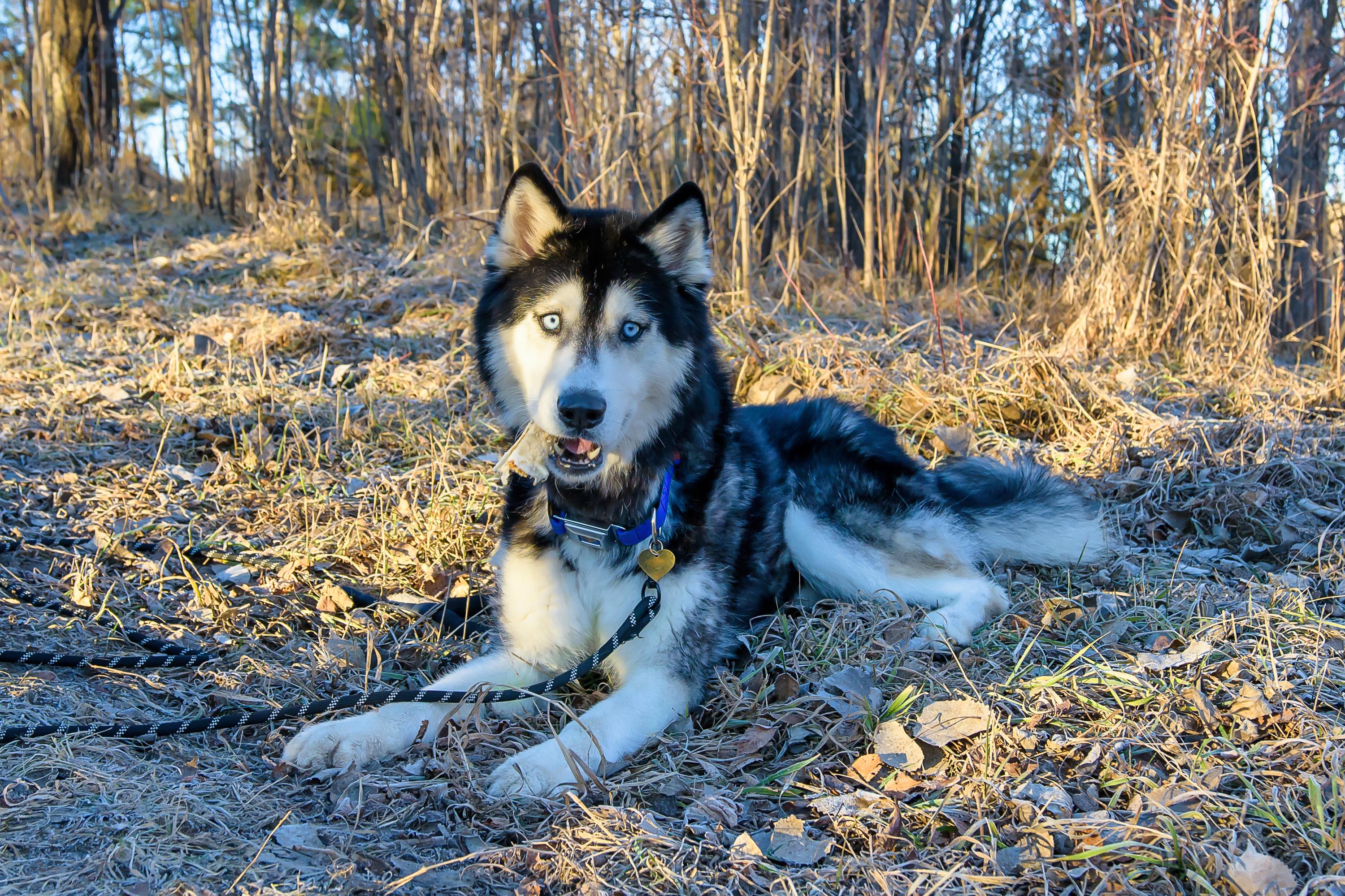 Arrow, ADOPTABLE, Adult Male Husky.