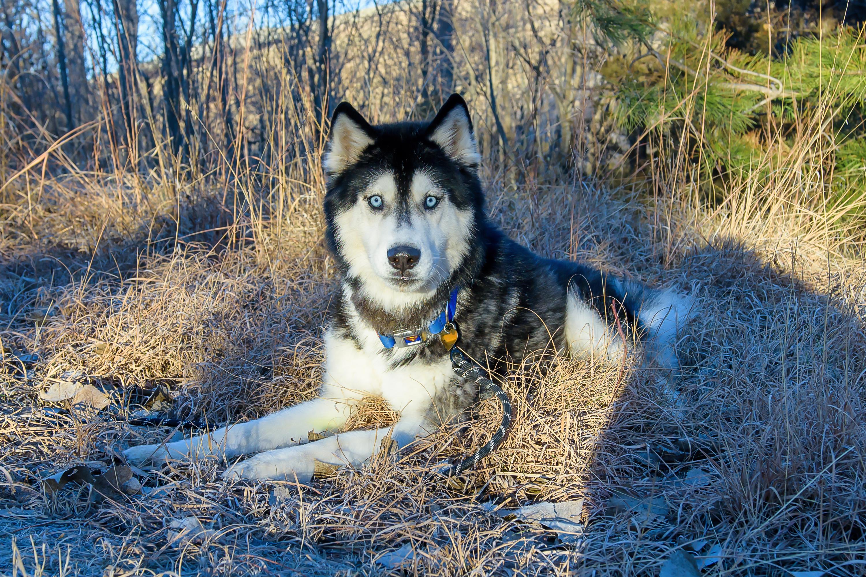 Enlarge Arrow, a ADOPTABLE Husky in Blair, NE image 3/4