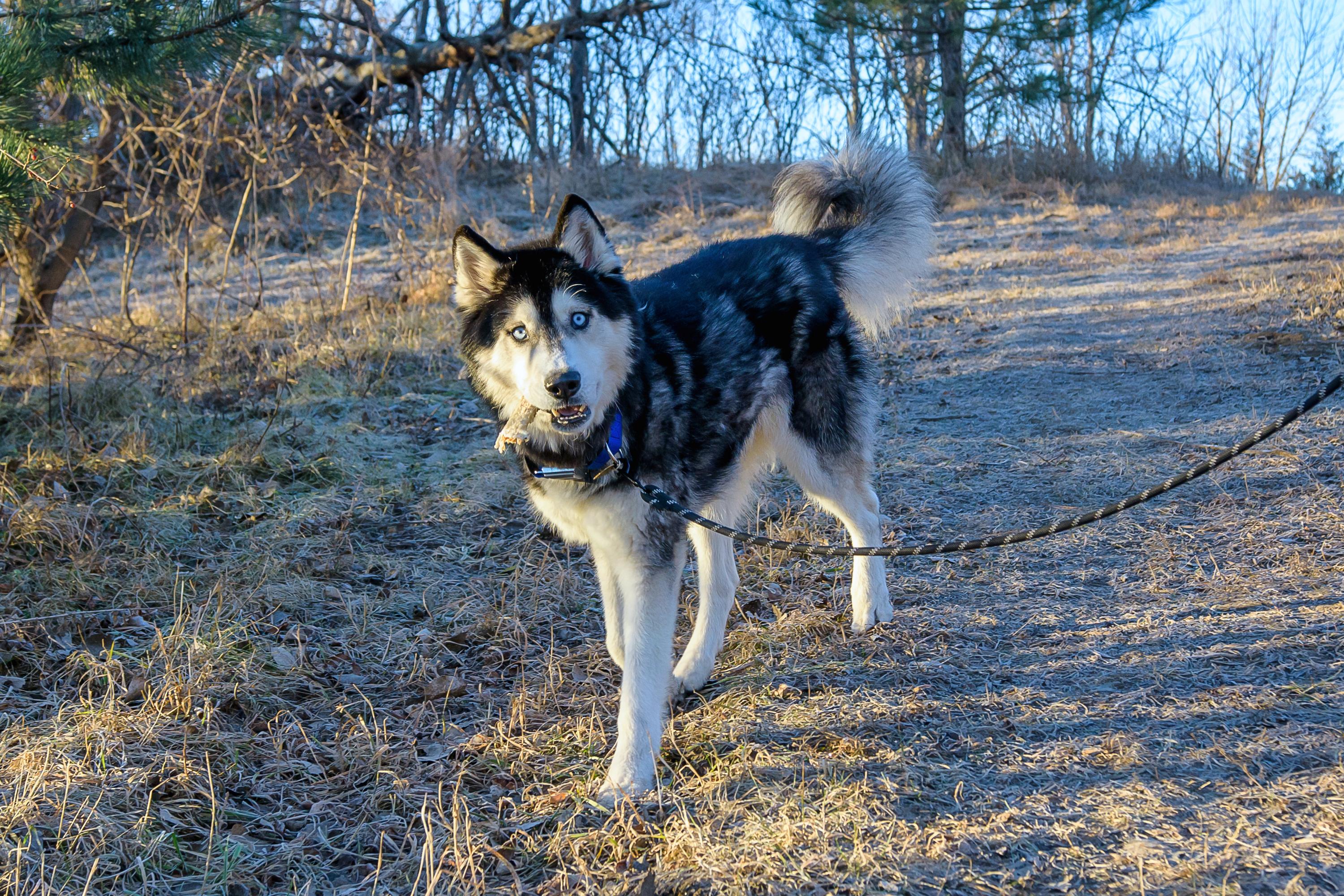 Enlarge Arrow, a ADOPTABLE Husky in Blair, NE image 2/4