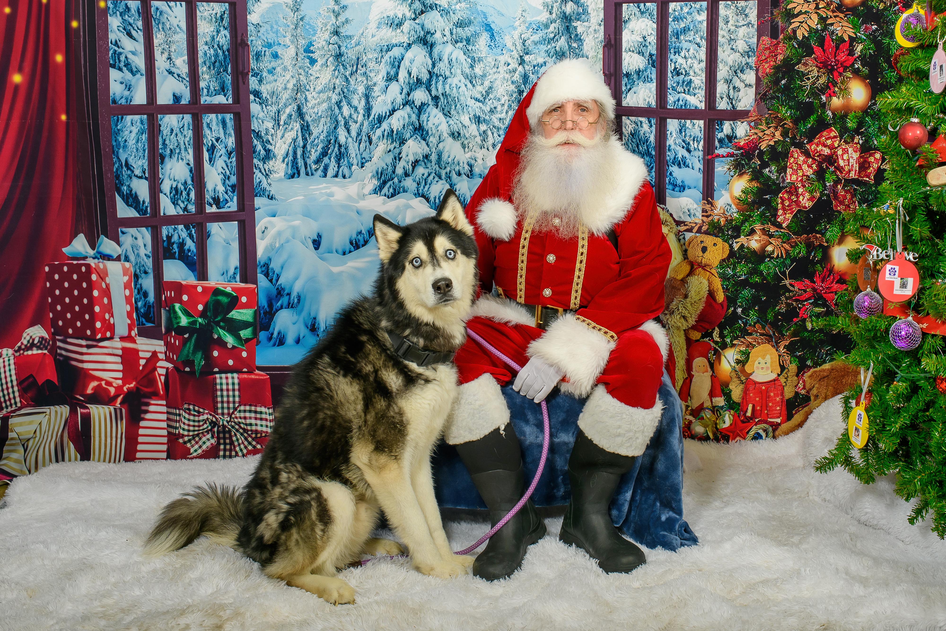 Enlarge Arrow, a ADOPTABLE Husky in Blair, NE image 2/4