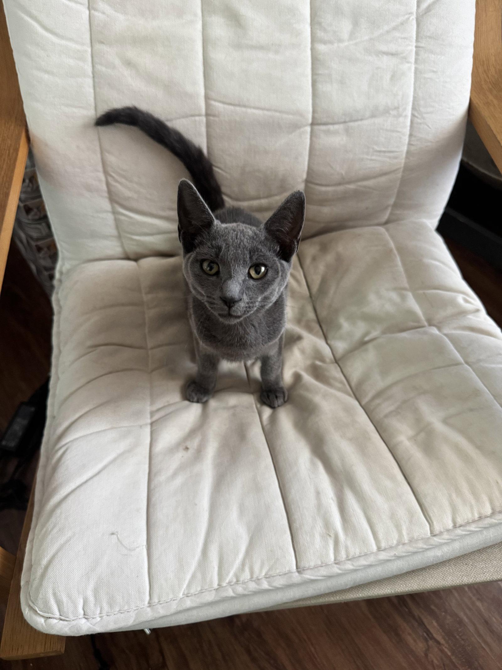 Boris, Adopted, Kitten Male Russian Blue & Domestic Short Hair.