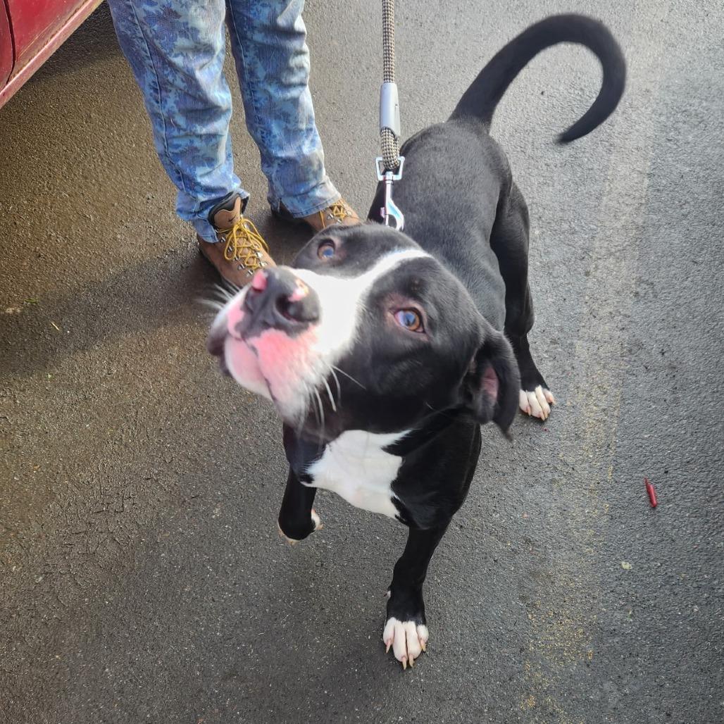 Hunt, Adoptable, Young Male Great Dane.