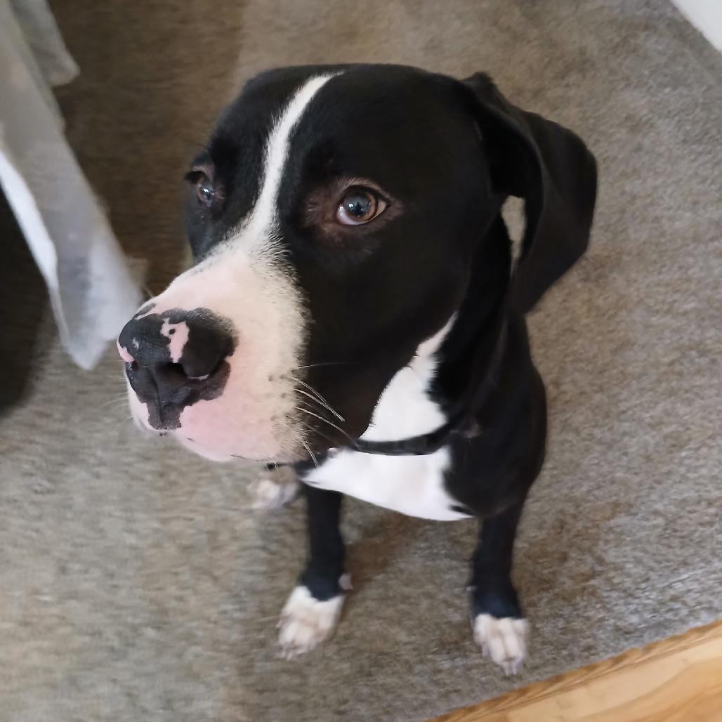 Enlarge Hunt, a Adoptable Great Dane in Coos Bay, OR image 2/3