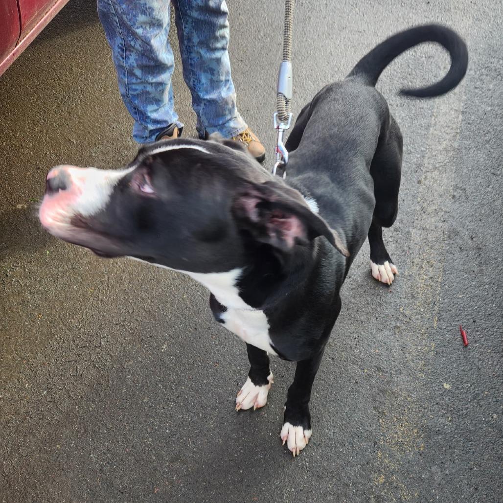 Enlarge Hunt, a Adoptable Great Dane in Coos Bay, OR image 3/3