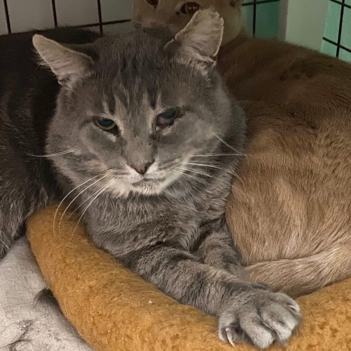 Enlarge Thomas, an adoptable Domestic Short Hair in Grand Rapids, MI image 4/4