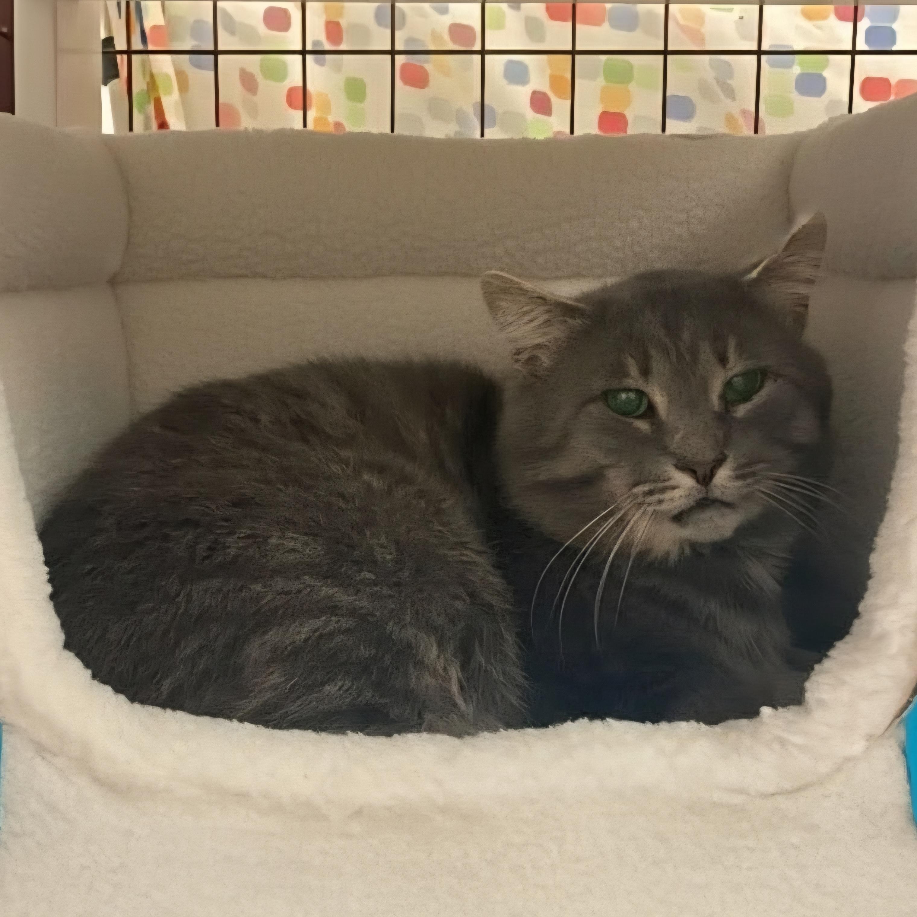 Enlarge Thomas, an adoptable Domestic Short Hair in Grand Rapids, MI image 3/4