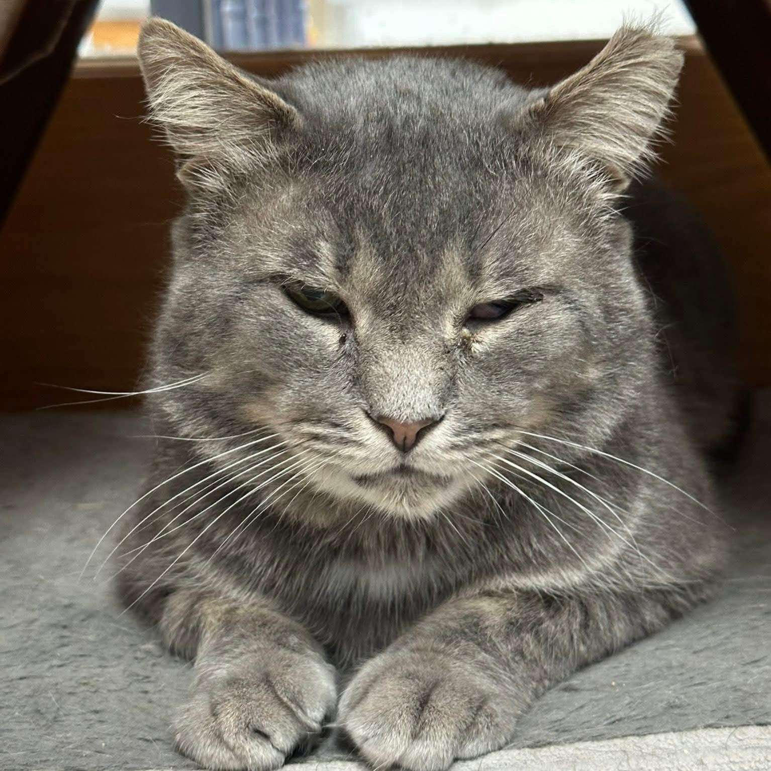 Thomas, adoptable, Adult Male Domestic Short Hair.