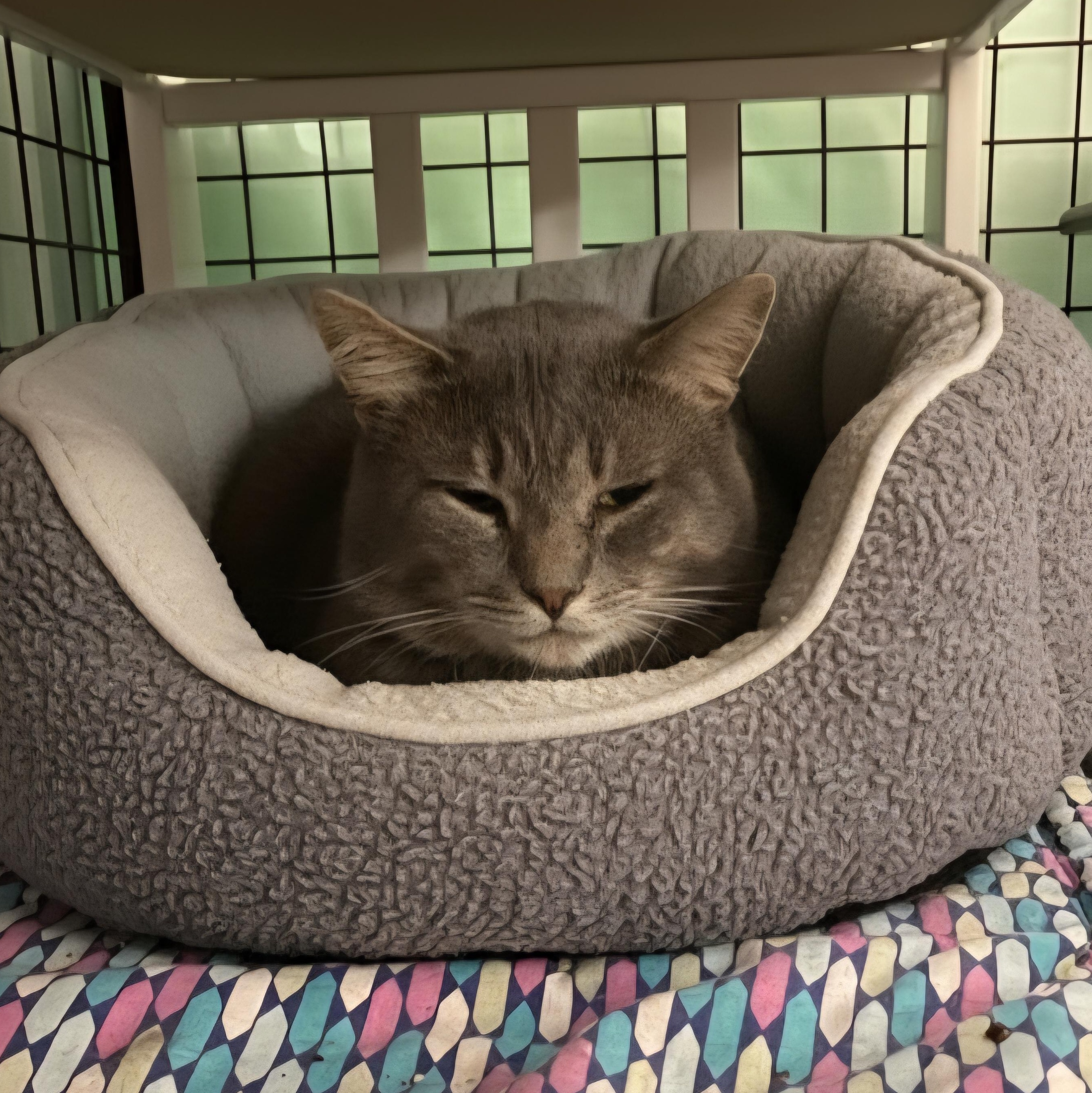 Enlarge Thomas, an adoptable Domestic Short Hair in Grand Rapids, MI image 2/4