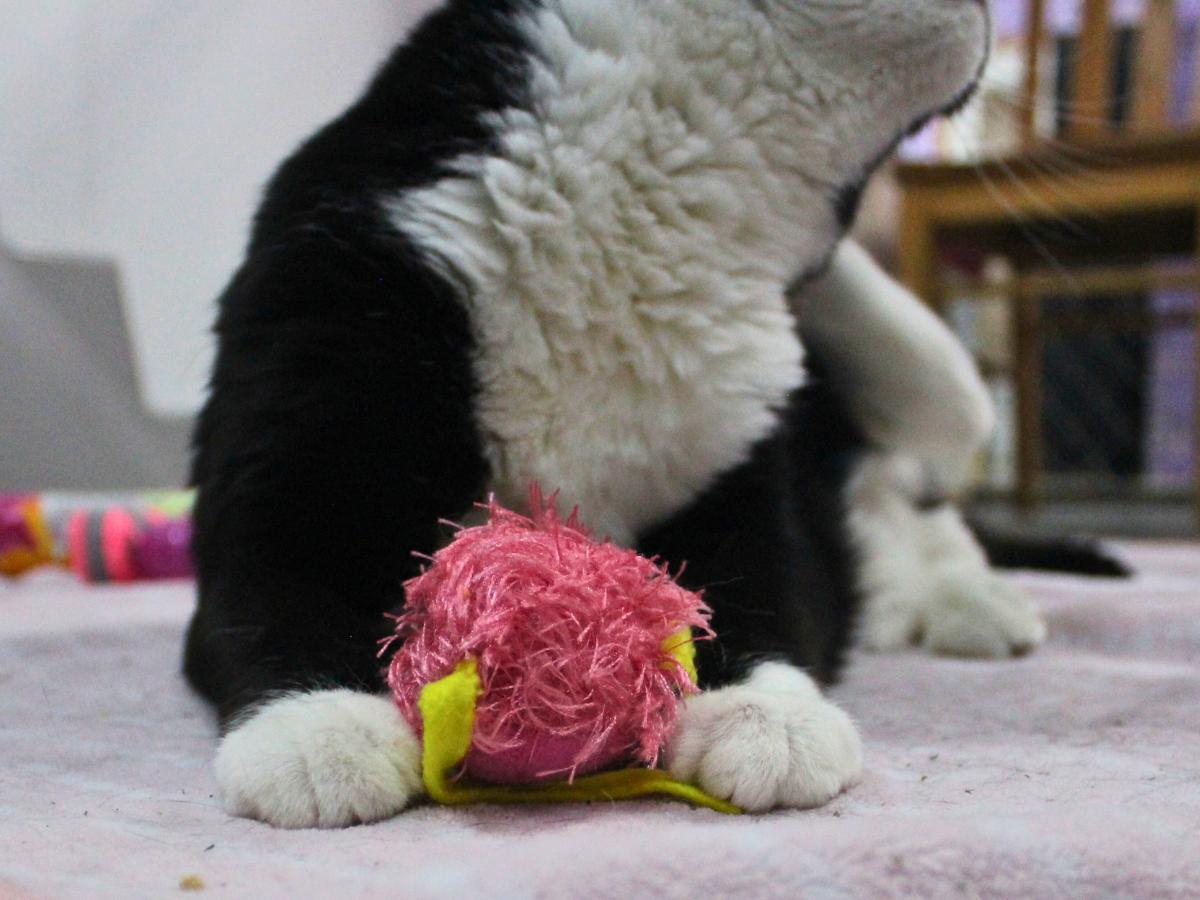 Enlarge Tova, a ADOPTABLE Domestic Short Hair in Missoula, MT image 4/4