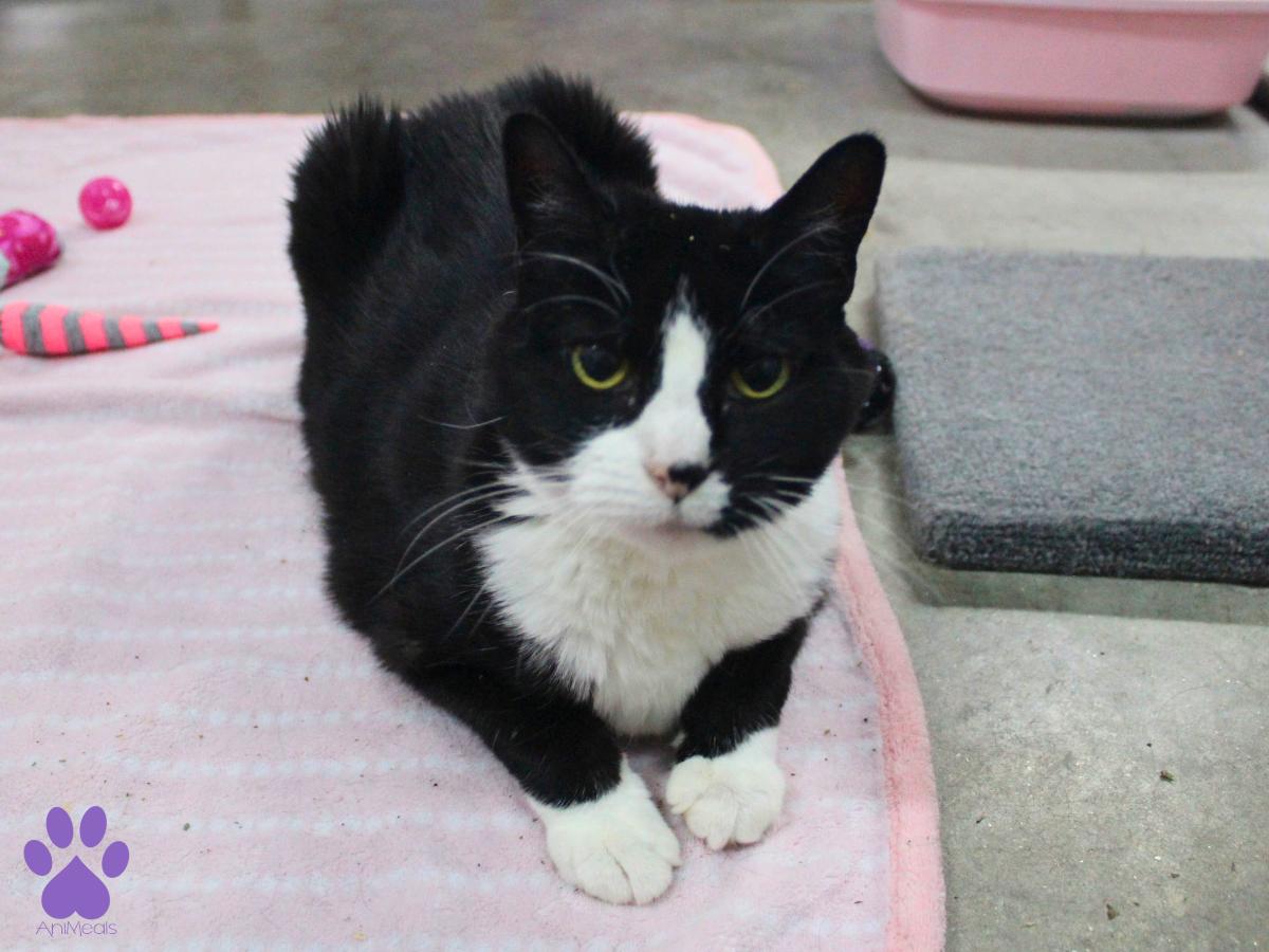 Enlarge Tova, a ADOPTABLE Domestic Short Hair in Missoula, MT image 1/4