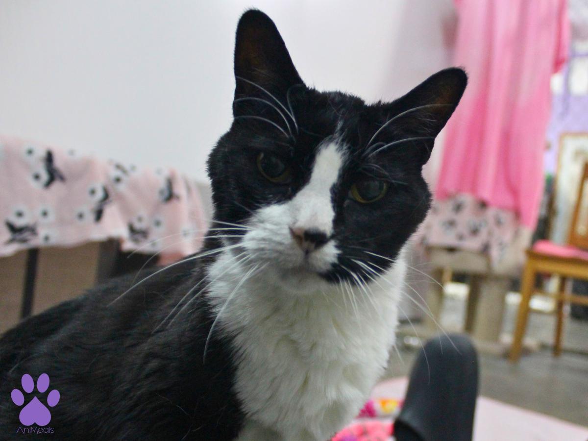 Enlarge Tova, a ADOPTABLE Domestic Short Hair in Missoula, MT image 2/4