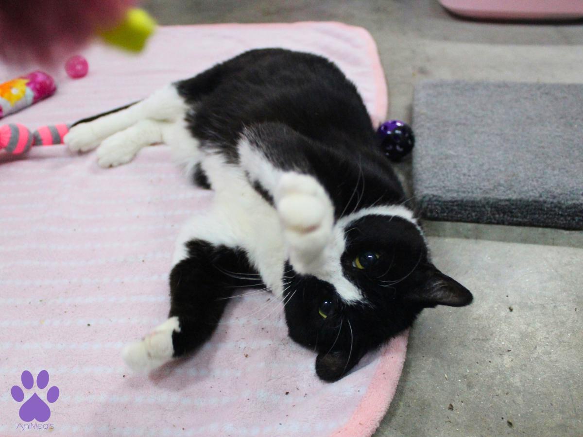 Enlarge Tova, a ADOPTABLE Domestic Short Hair in Missoula, MT image 3/4