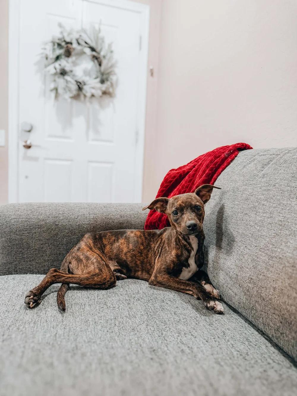 Enlarge Athena, a ADOPTABLE mixed breed in Goodyear, AZ image 1/1