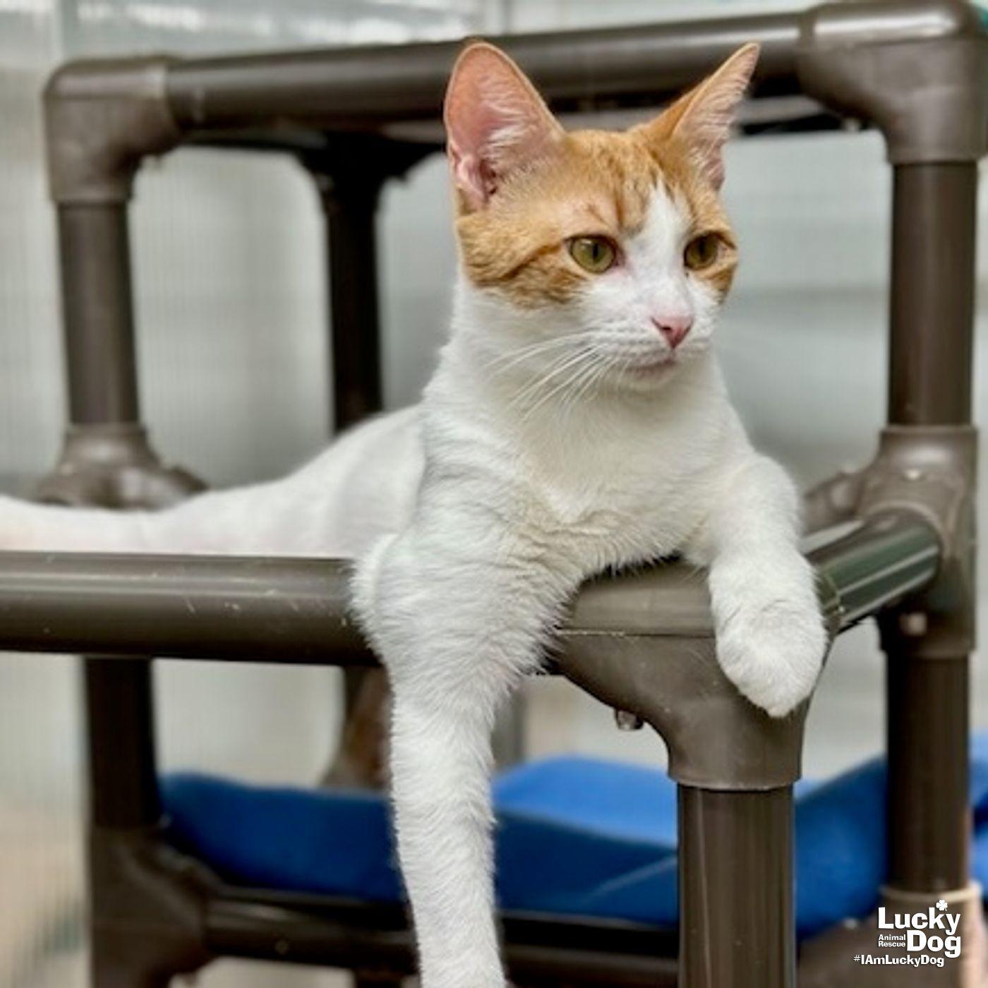 Zara, Adopted, Adult Female Domestic Short Hair.