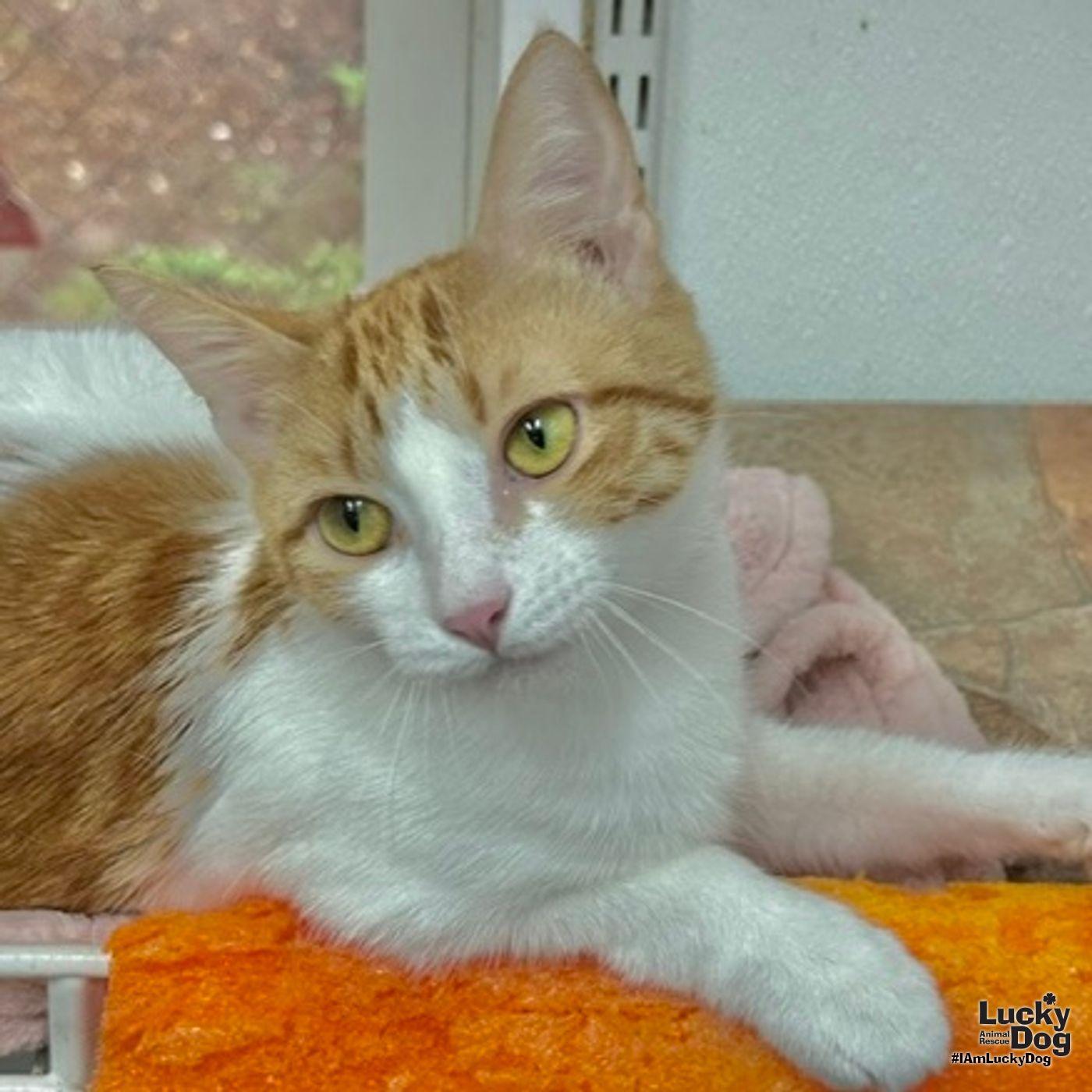 Zara, a Adopted Domestic Short Hair in Washington, DC image 2/3