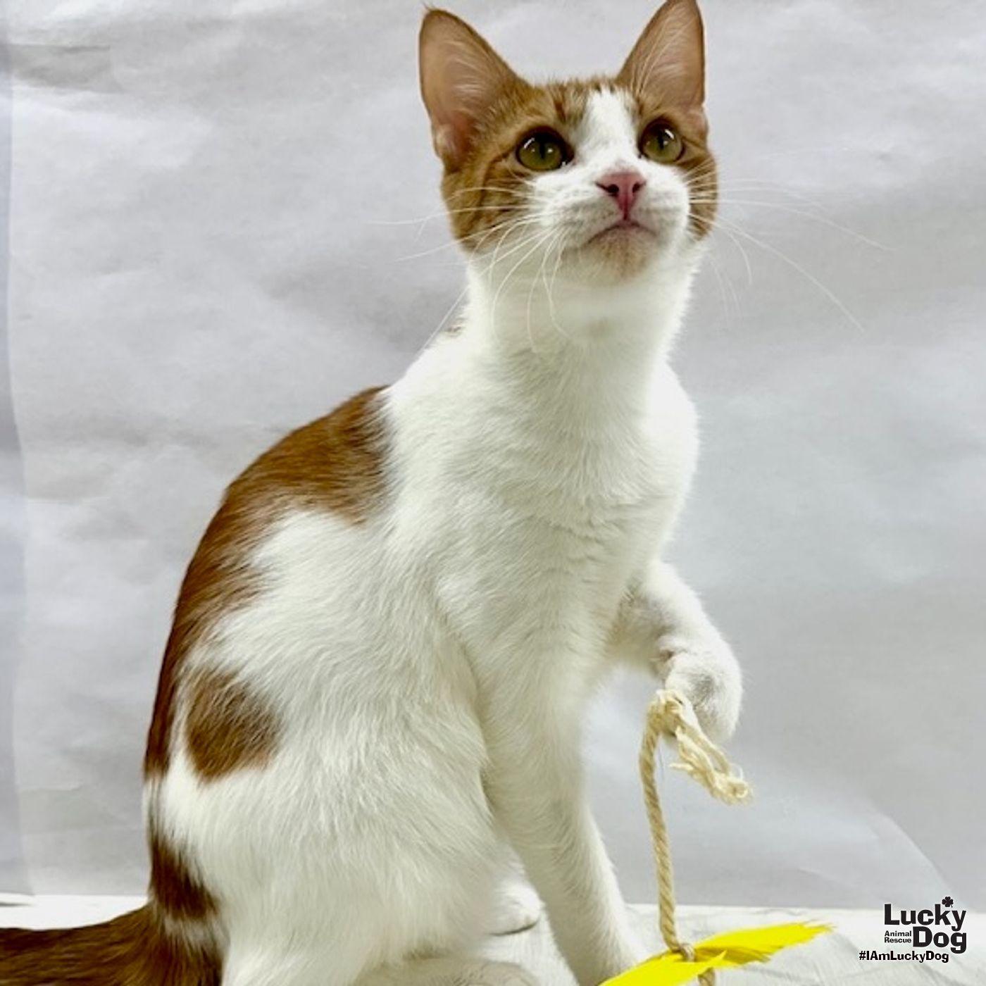 Zara, a Adopted Domestic Short Hair in Washington, DC image 3/3