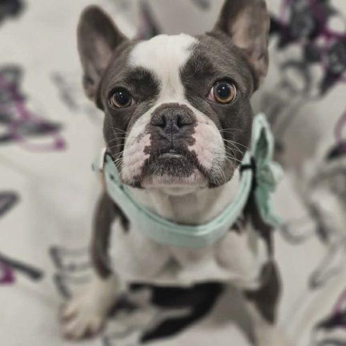 Enlarge Emily, a Adoptable French Bulldog in Henderson, NV image 1/3