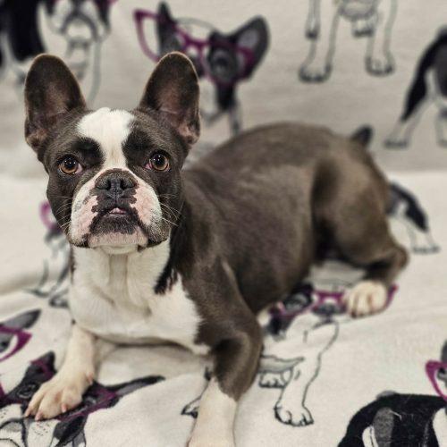 Enlarge Emily, a Adoptable French Bulldog in Henderson, NV image 3/3