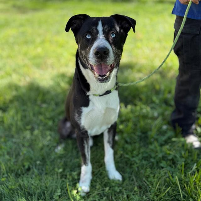 RUGER, Adoptable, Adult Male Greater Swiss Mountain Dog & Collie.