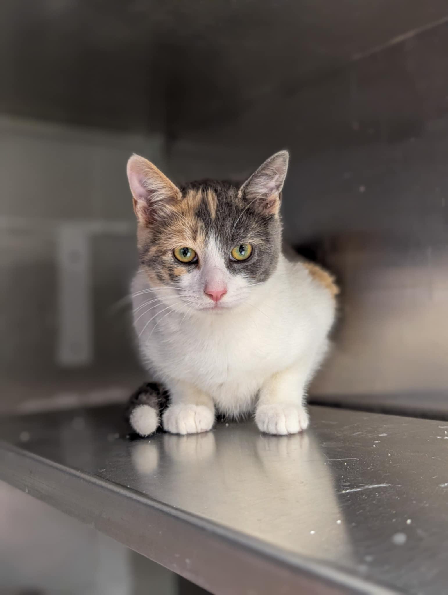 Enlarge Squishy, an adopted Domestic Short Hair in Junction City, KS image 1/1